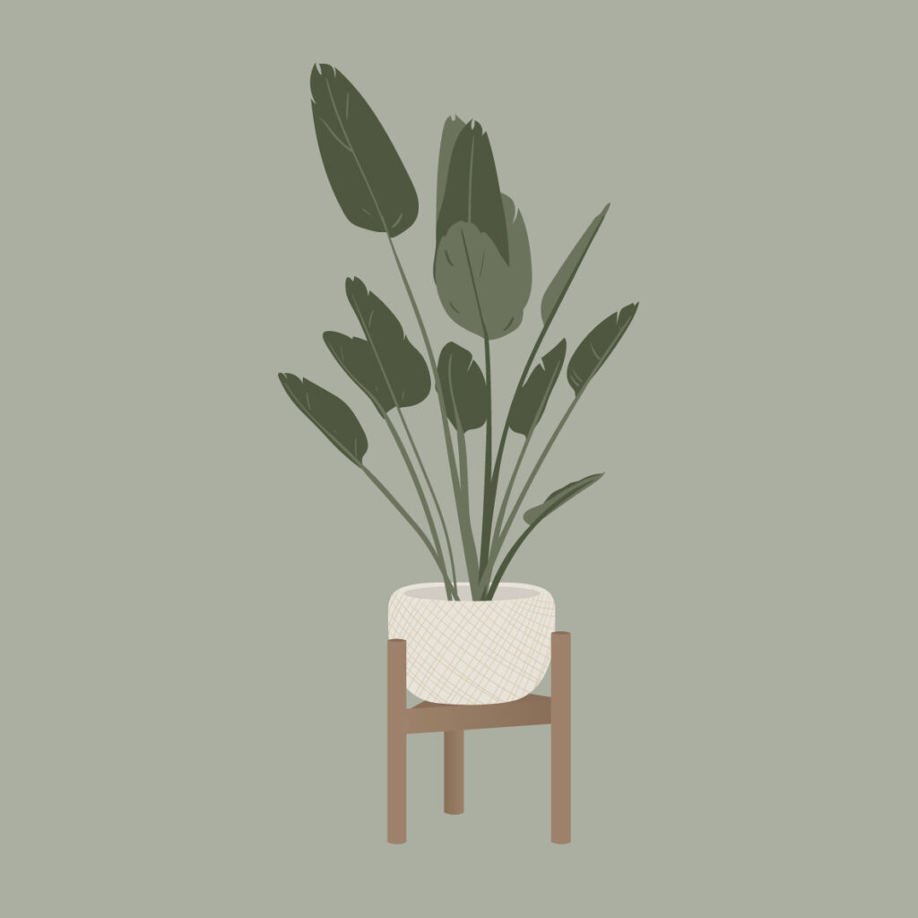 Série illustration plantes