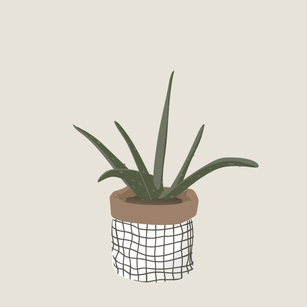 Série illustration plantes